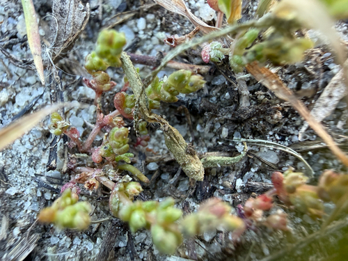 iNaturalist observation photo of sand pygmyweed