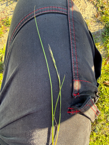 iNaturalist observation photo of rattail sixweeks grass
