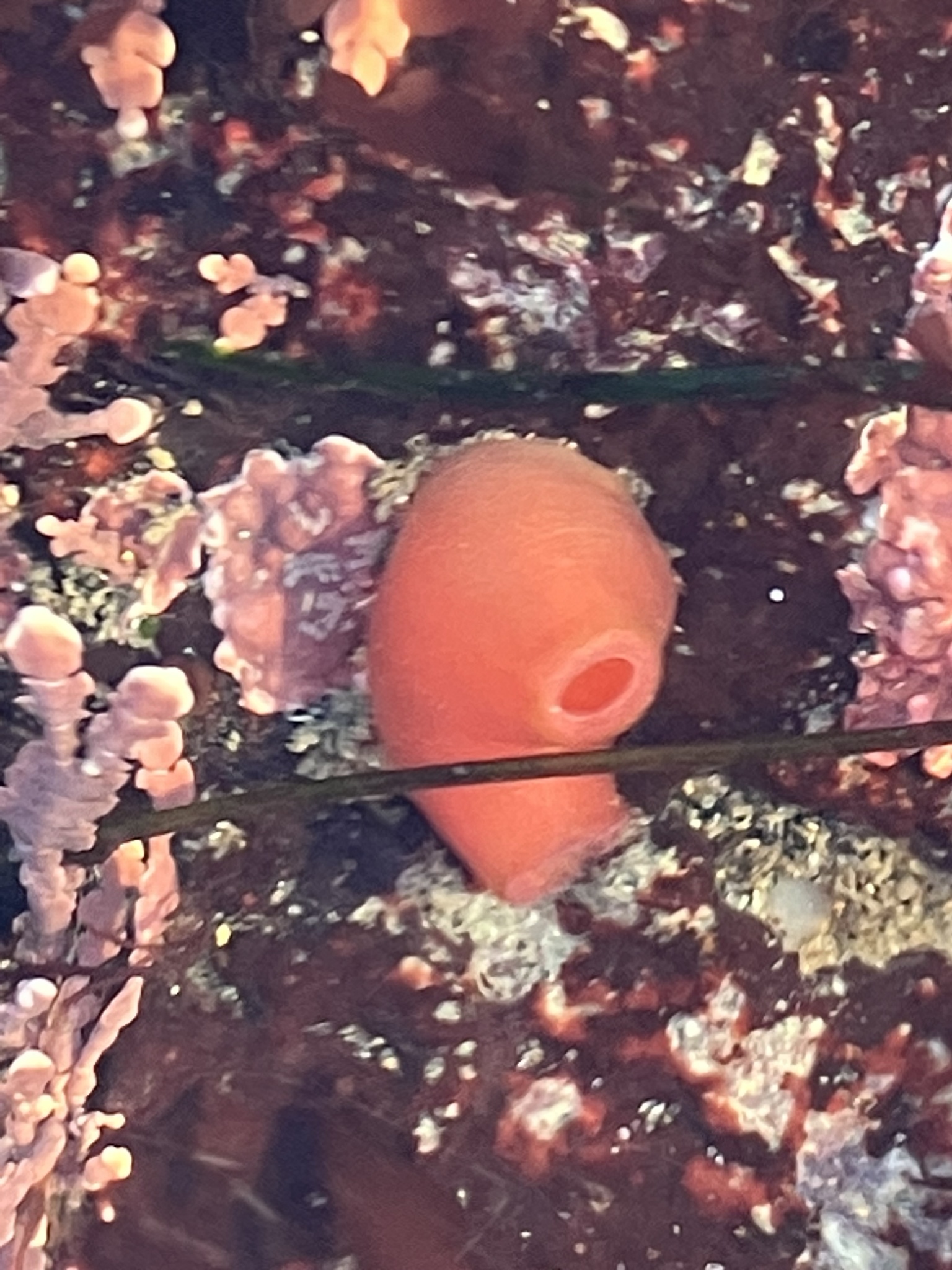 Cnemidocarpa finmarkiensis (Kiaer, 1893)