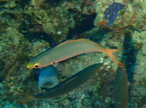 Banaan-fuselier (Pterocaesio pisang) — Caesionidae — 5
