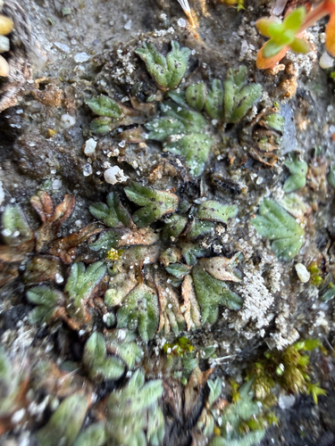 iNaturalist observation photo of Black Crystalwort