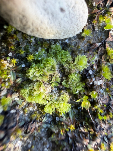 iNaturalist observation photo of Frillworts