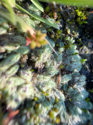 iNaturalist observation photo of Hairy Crystalwort