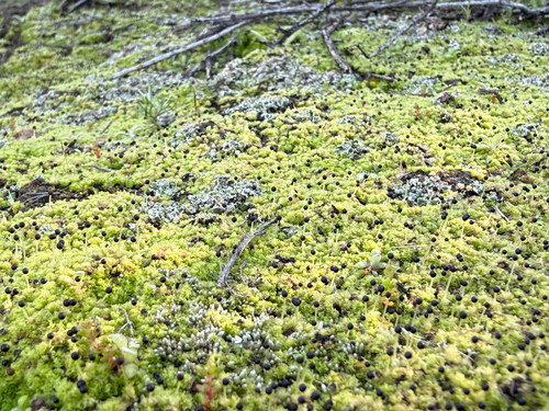 iNaturalist observation photo of Frillworts