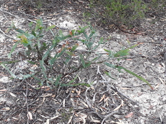 Acacia glaucoptera