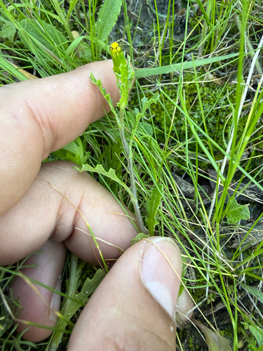 iNaturalist observation photo of common groundsel
