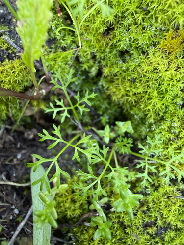 iNaturalist observation photo of mock parsley