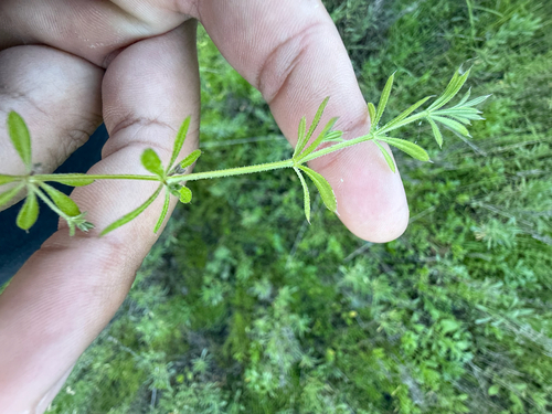iNaturalist observation photo of catchweed bedstraw