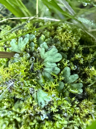 iNaturalist observation photo of Common Crystalwort