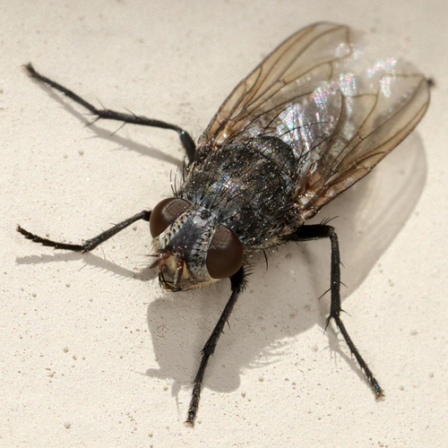 Unknown species found near Lubbock Lake Landmark, Lubbock, TX, USA