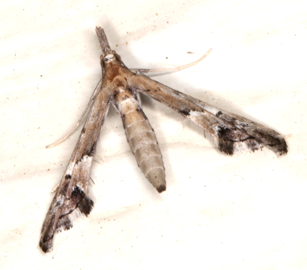False Plume Moths