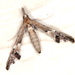 Tineodidae - Photo (c) Victor W Fazio III,  זכויות יוצרים חלקיות (CC BY-NC), הועלה על ידי Victor W Fazio III
