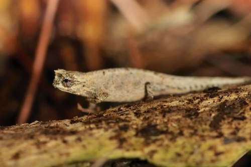 Mount d'Ambre Leaf Chameleon