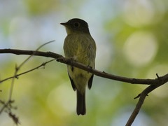 Empidonax flaviventris