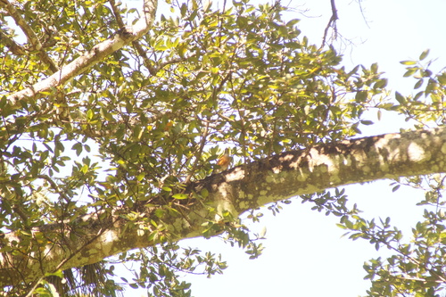 Rufous-backed Thrush (Turdus rufopalliatus), photo 4