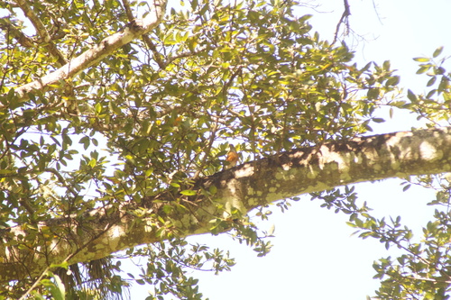 Rufous-backed Thrush (Turdus rufopalliatus), photo 5