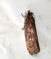 Cryptaspasma sordida