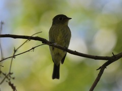 Empidonax flaviventris