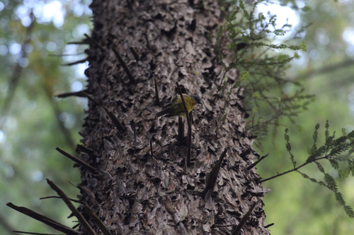 Eastern Yellow Robin (Eopsaltria australis), photo 7
