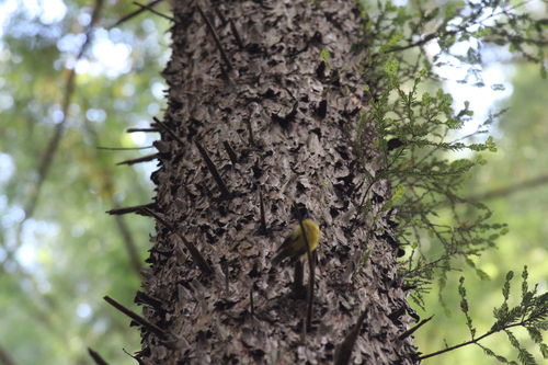Eastern Yellow Robin (Eopsaltria australis), photo 8
