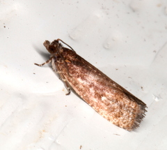 Cryptaspasma sordida