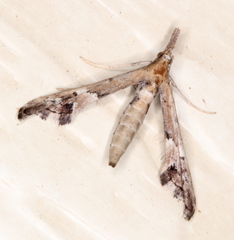 Tineodes adactylalis