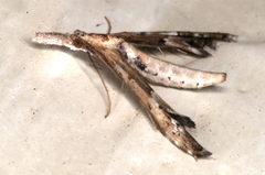 Tineodes adactylalis