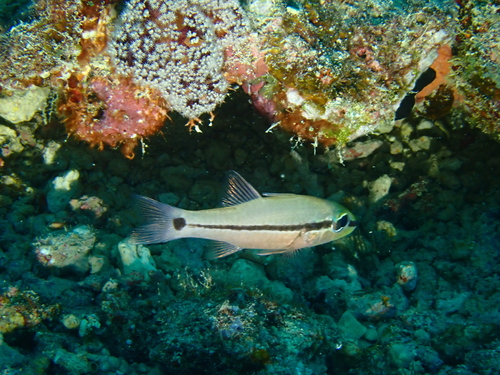Bridled cardinalfish (Pristiapogon fraenatus) — Apogonidae — 2