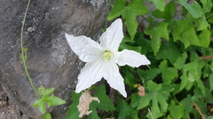 Polyclathra cucumerina