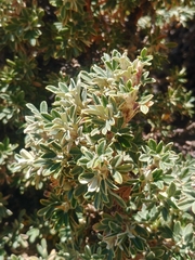 Polylepis tarapacana