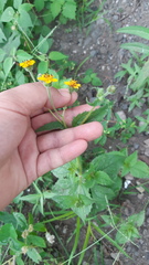 Tridax dubia