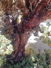 Polylepis tarapacana