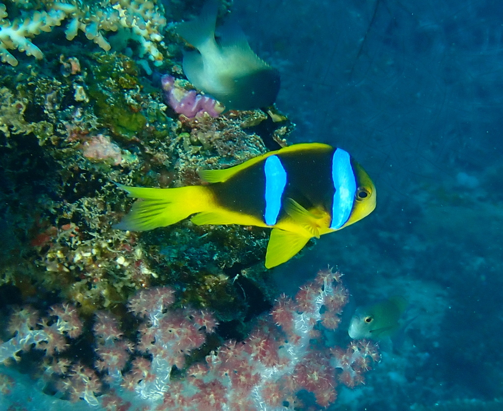 Orangefin anemonefish (Amphiprion chrysopterus) — Pomacentridae