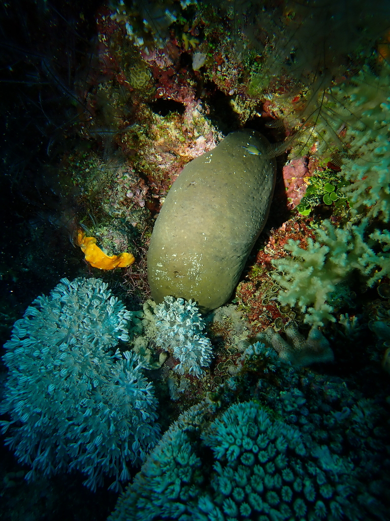 stone fish