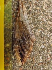 Ceratomia undulosa