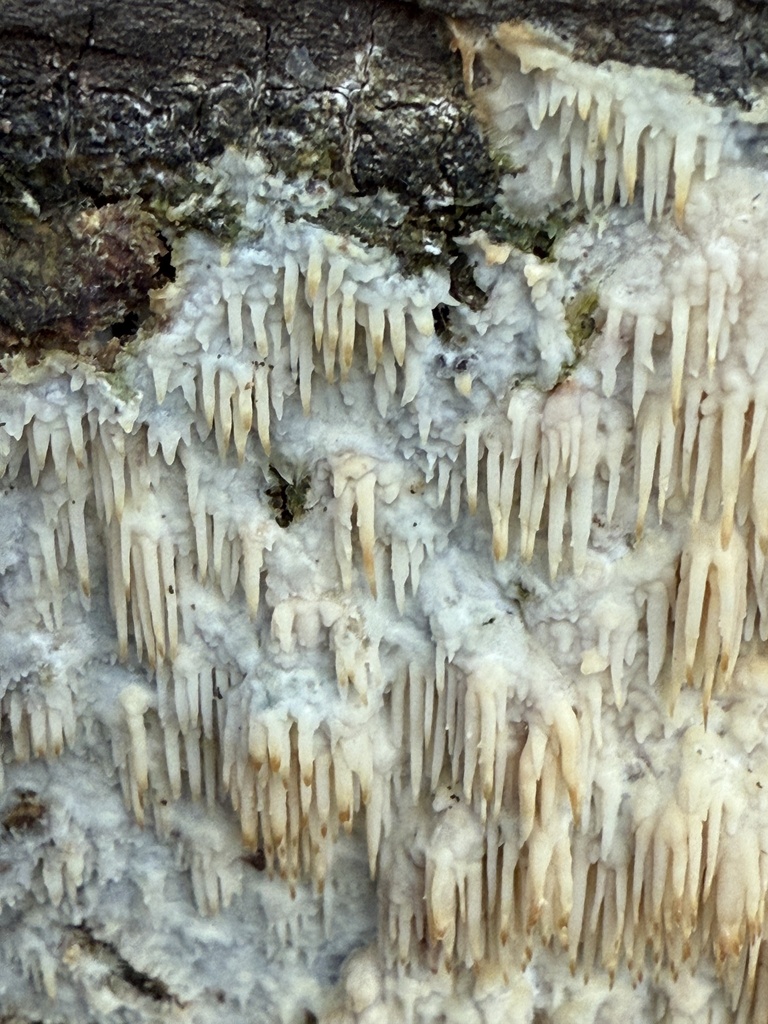 Radulomyces copelandii · January 2026 · photo: © hillcraddock (iNaturalist, cc-by)