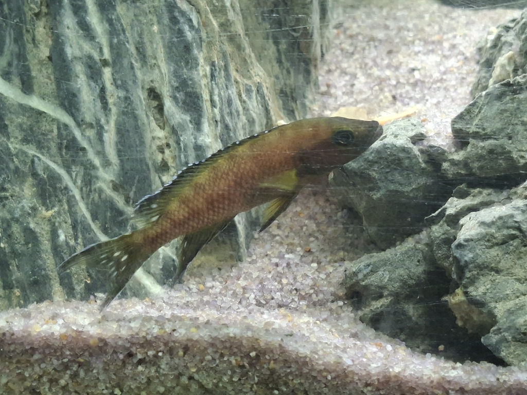 Buescher's lamprologus (Neolamprologus buescheri) — Cichlidae