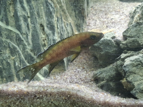 Bueschers lamprologus (Neolamprologus buescheri) — Cichlidae
