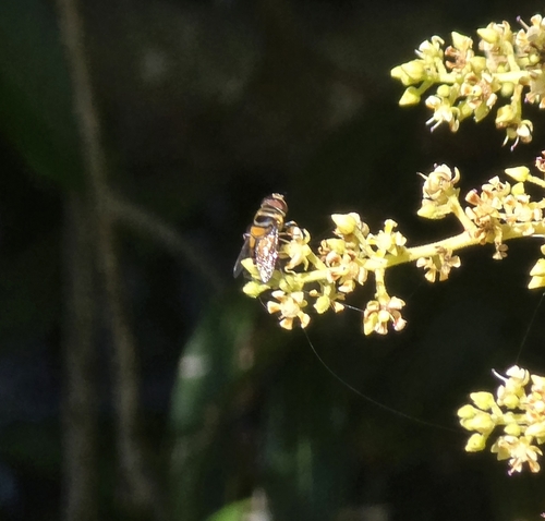 Unknown species found near Lake Placid, FL 33852, USA