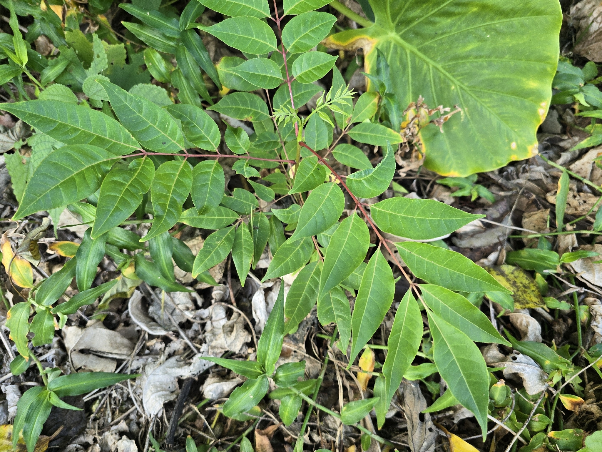 Tetradium glabrifolium