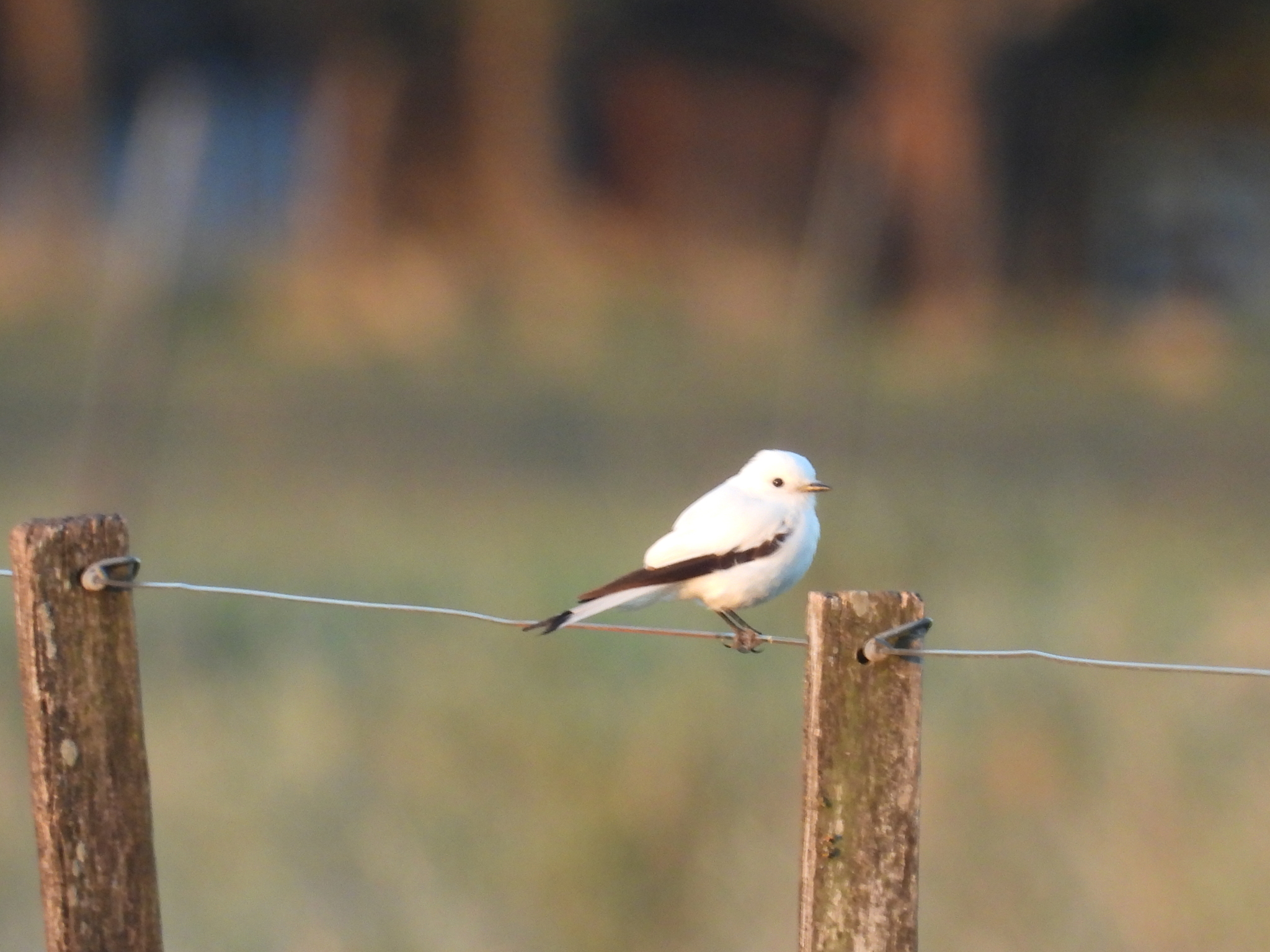 White Monjita (Xolmis irupero), photo 3