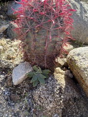 Ferocactus gracilis gracilis