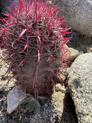 Ferocactus gracilis gracilis