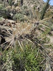 Cylindropuntia molesta molesta