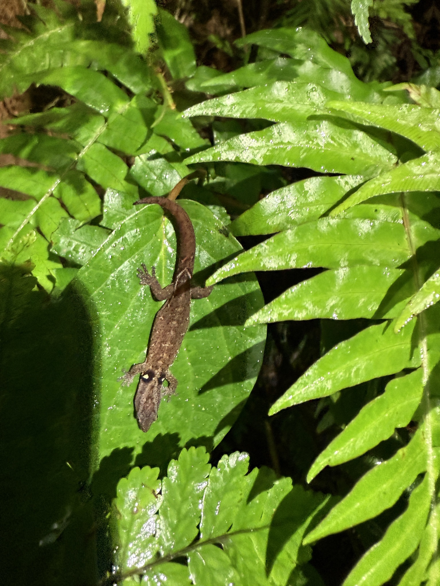 Central Lesser Antillean Sphaero photo 6