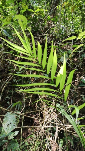 Chamaedorea pochutlensis, photograph 5