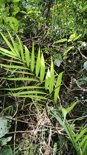 Chamaedorea pochutlensis, photograph 6