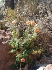 Caiophora chuquitensis