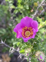 Rosa minutifolia