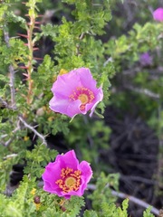 Rosa minutifolia